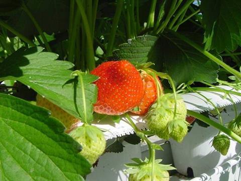 Niederlande: Weniger Erzeuger produzieren mehr Erdbeeren