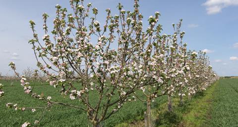 Agroforestry promotes enhanced soil health and improved water management