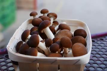 Foto: Fine Funghi AG