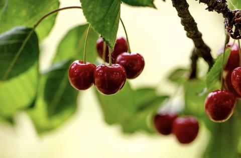 Turkish cherries