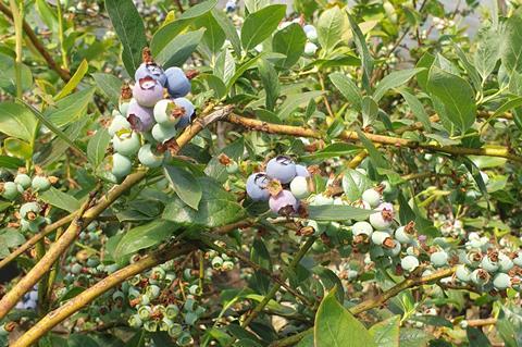 Heidelbeeren Belgien