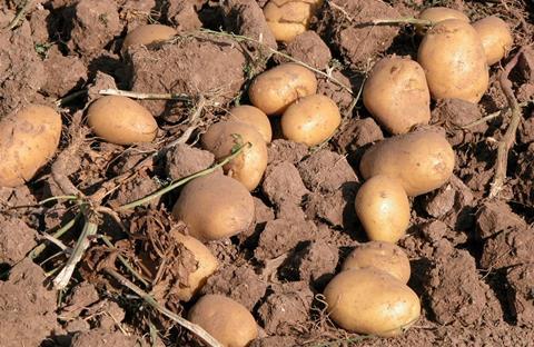 Spanien: Hohe Preise für Saatkartoffeln bestimmen die kommende Produktion