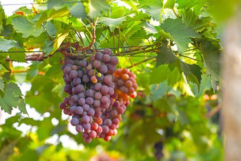 India is a major grower and exporter of grapes