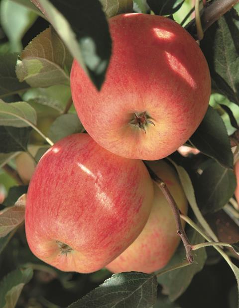 Neuseeland: Erfolgreiche Apfel-Saison erwartet