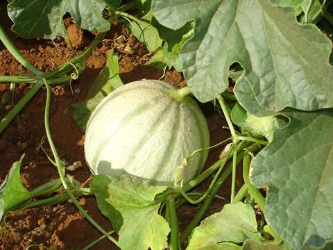 In Brasilien erzeugte Melone auf dem Feld