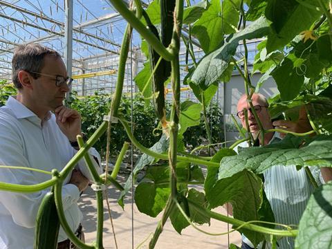 Foto: Bördegarten Gemüse Vertriebsgesellschaft mbH