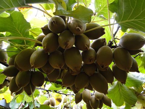Neuseeland Kiwi - Plantage in Te Kaha