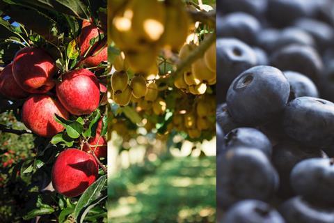 New Zealand apples kiwifruit and blueberries