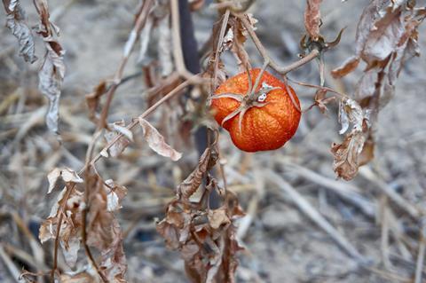 The UK is increasing fruit and veg imports from regions like Africa facing increasingly climate-related production risks