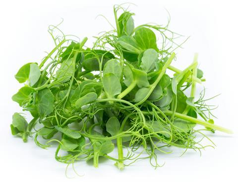 Microgreens im Close-up ohne weitere Deko