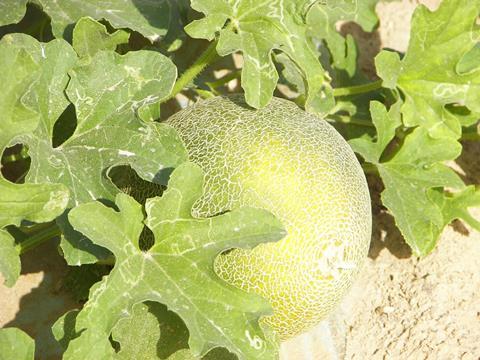Israel_Bio-Melonenanbau_2007__4_.jpg