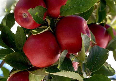 Joli Apple Orchard