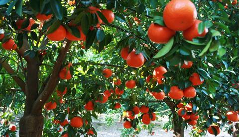 CGA erhöht Prognose für Citrus-Exporte