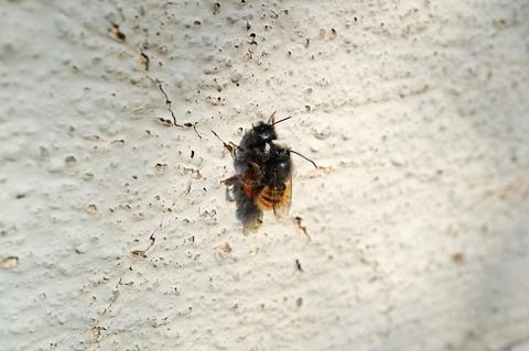 csm_0509Bienen_Hitze-Landnutzung2-www_5204ba3808