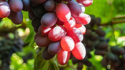 Chilean grapes C
