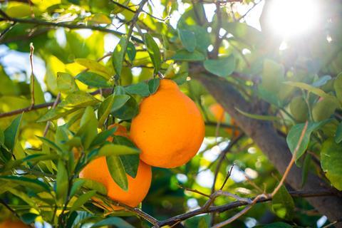 California citrus