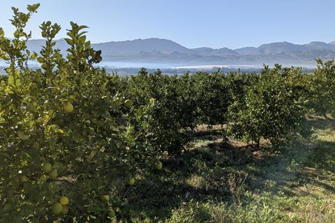South Africa Modderfontein citrus production