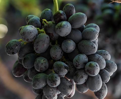 Australia grows more than 130 varieties of table grape