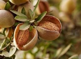 Foto: Almond Board of California