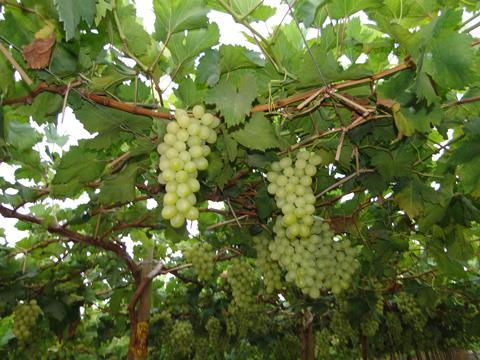 Empafrut Tafeltrauben White Seedless (6)