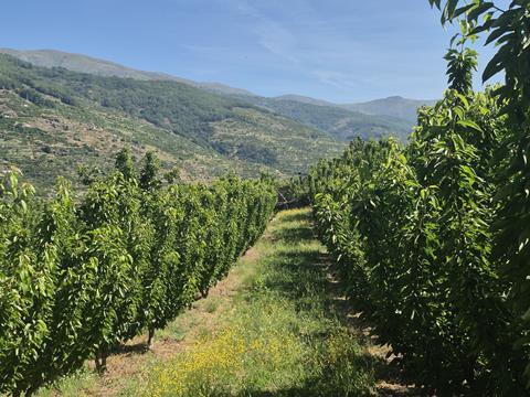 Picota orchard