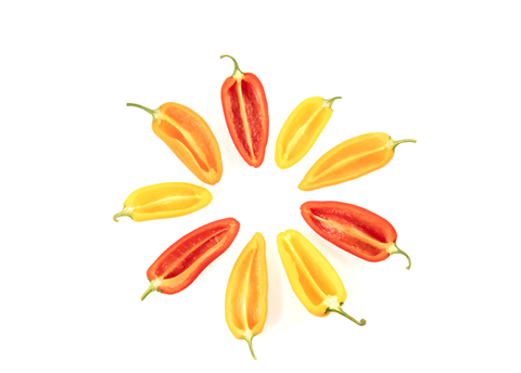 Tribelli pepper Enza Zaden