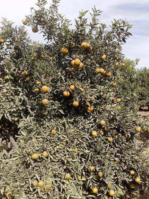 Israel: Leichter Rückgang in Citrus-Anbaufläche