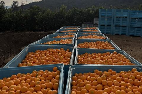 Citrus production Chile Aconcagua Valley