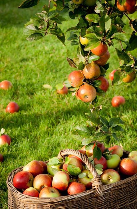Kleinere Apfelernte in Polen