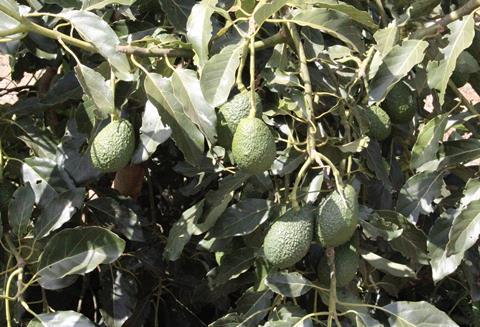 Kenya avocados