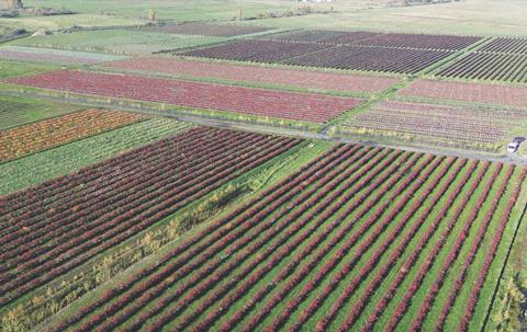 Poland Fieldstone berry production