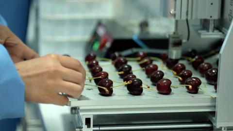 Maersk cherries in lab