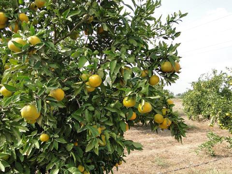 Türkei Mandarinen-Plantage Sorte Okitsu