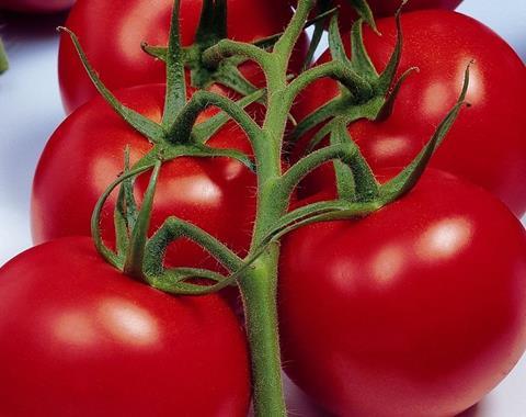 Schweizer Tomaten: Gute Umweltbilanz