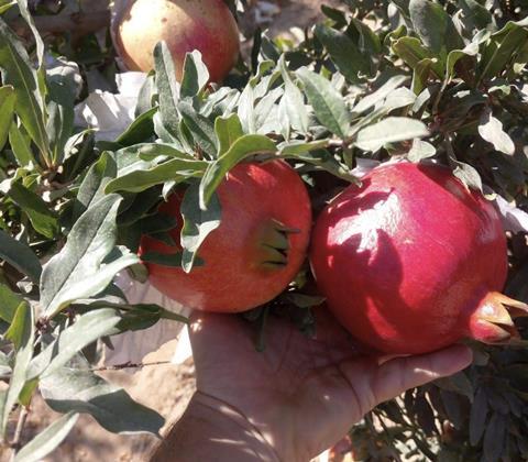 IPD pomegranates3