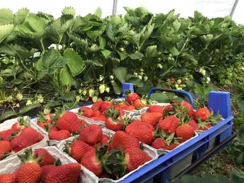 Erdbeeren Niedersachsen