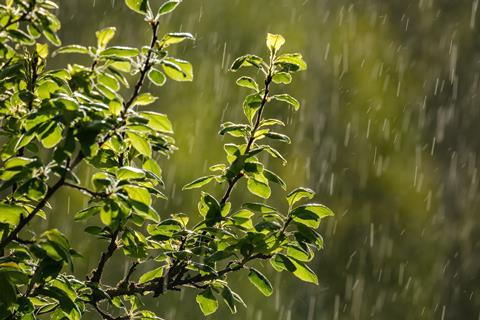 Apfelbaum im Regen