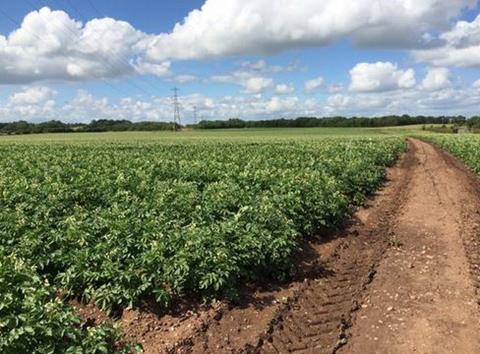 Nearly 30,000 potato plants were topped to create the advertisement