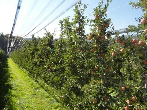 Italien: Obst- und Gemüseexport wertmäßig im Aufwind