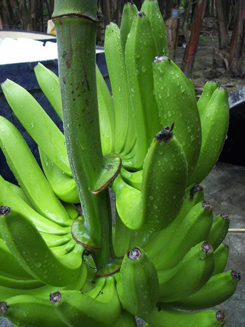 Ecuador_Bio-Bananen_-_Produktion___Verpackung__21_.JPG