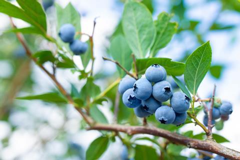 Blueberries growing on bush Adobe Stock