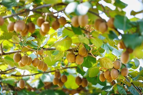 Haegeum Sofruileg kiwifruit France
