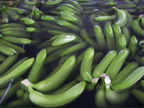 Ecuador_Bio-Bananen_-_Produktion___Verpackung__28_.JPG