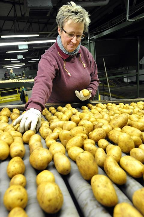 Mehr Kartoffeln aus Brandenburg