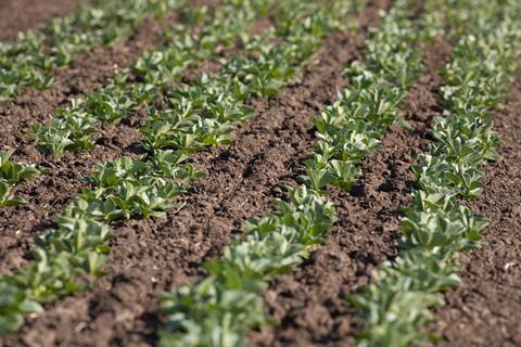 UK bean production has seen a decline