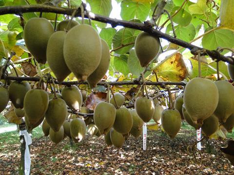 Neuseeland Kiwi Gold - Puketiro (6)