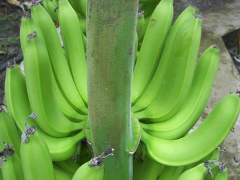 Ecuador_Bio-Bananen_-_Produktion___Verpackung__57_.JPG