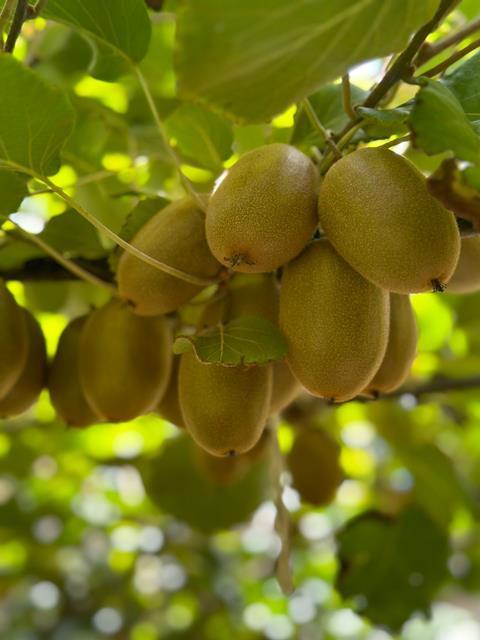 RSA Oscar Gold kiwifruit Primland