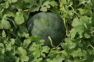 Wassermelone_01.JPG