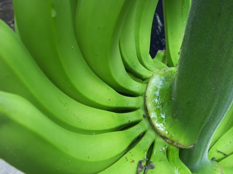 Ecuador_Bio-Bananen_-_Produktion___Verpackung__59__01.JPG